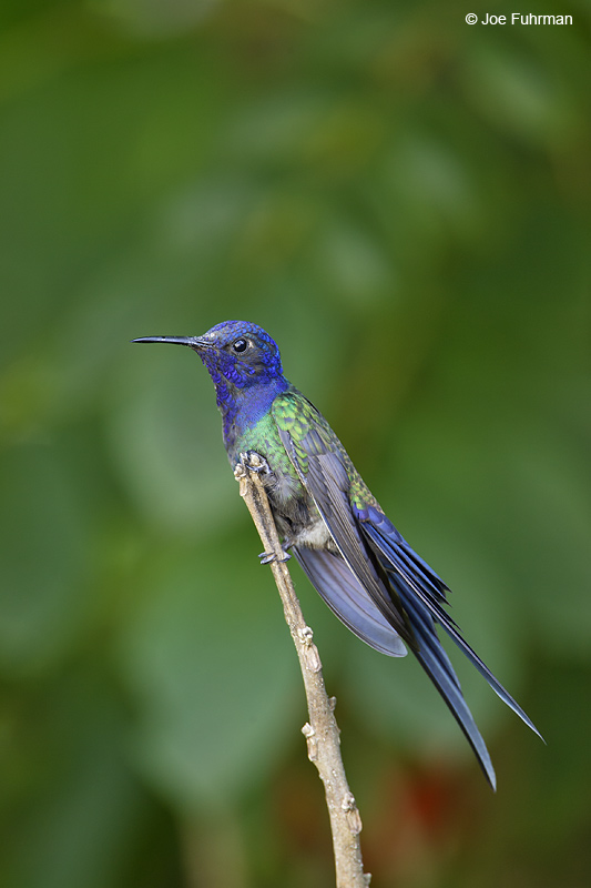 Swallow-tailed Hummingbird Rio de Janeiro,  BRZ March 2008 c. Joe Fuhrman