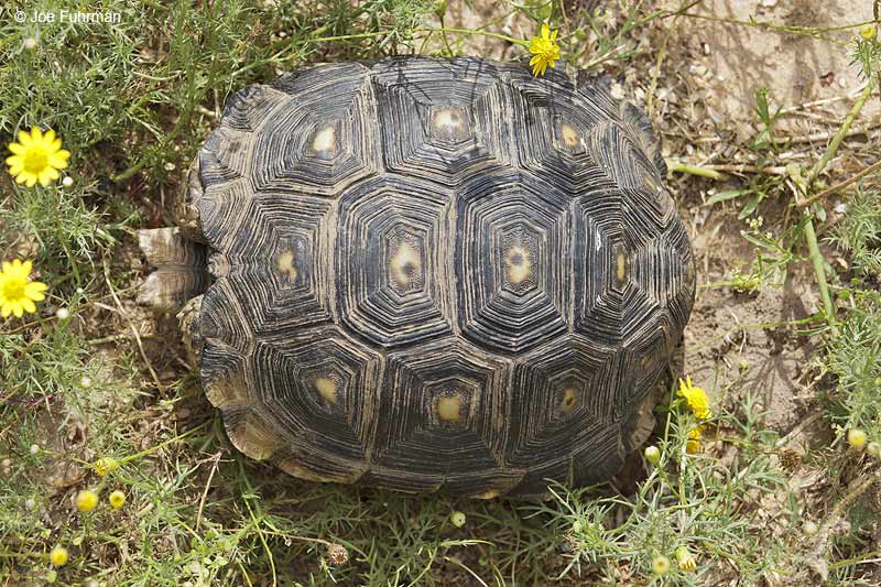 Texas Tortoise Starr Co., TX    April 2012