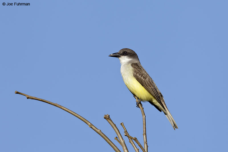 Thick-billed Kingbird El Tuito, Jal., Mexico   March 2013