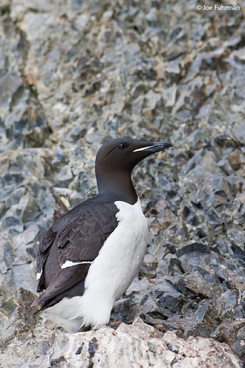 Thick-billed Murre Svalbard, Norway   July 2008