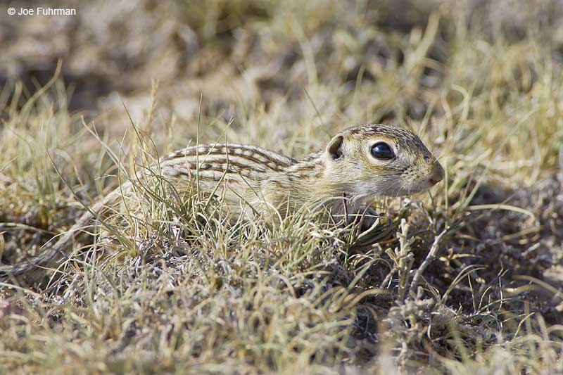 Thirteen-lined Ground Squirrel   Weld County, CO   July 2006