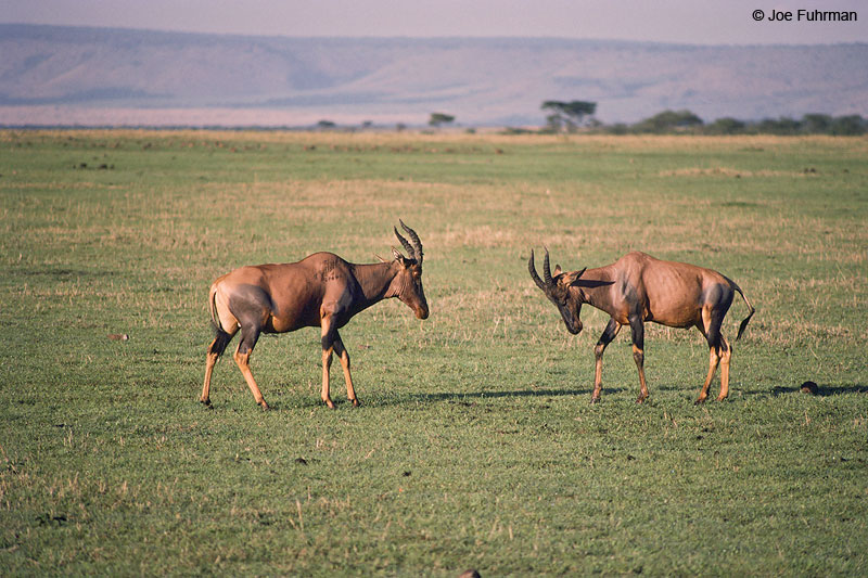 Topi Maasai Mara National Reserve, Kenya   Nov. 1987
