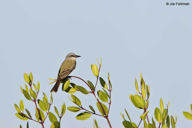 Thick-billed Kingbird Nay., Mexico Dec. 2013