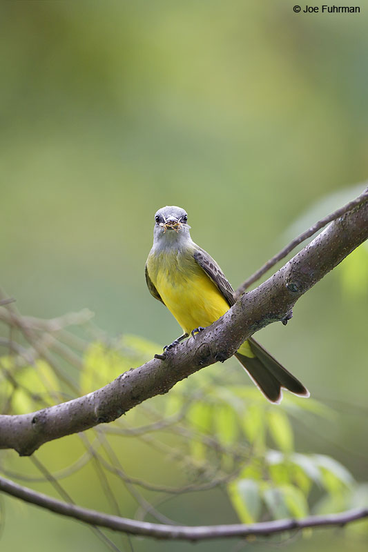 Tropical Kingbird Trinidad And Tobago Dec. 2012