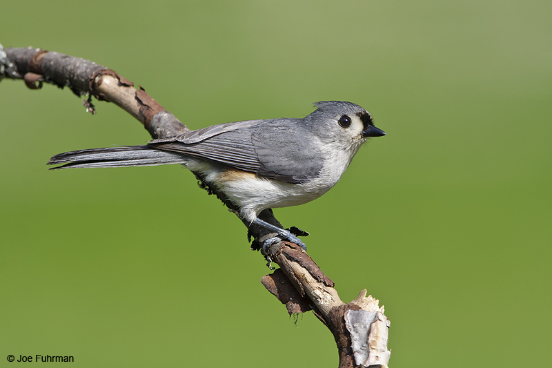 Tufted Titmouse Cuyahoga Co., OH   May 2009