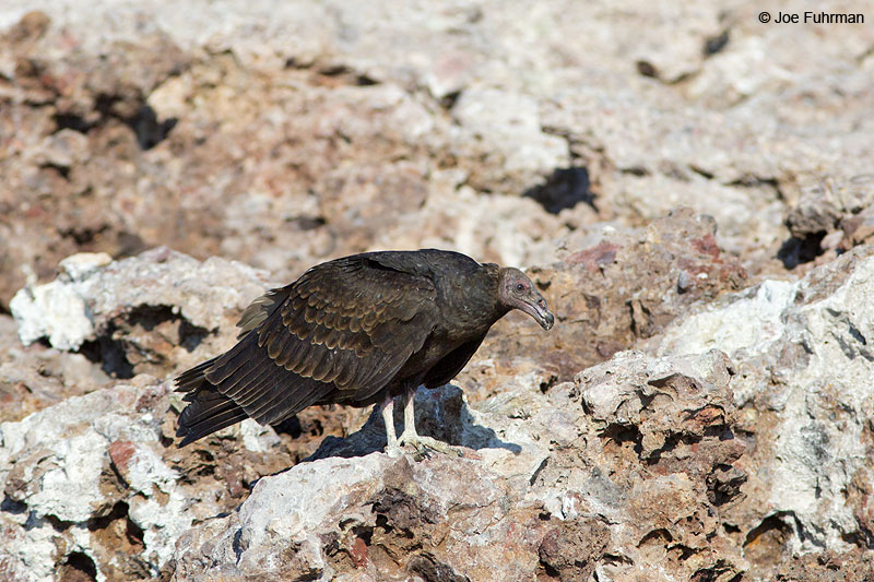 Turkey Vulture-juv. Islas Marietas, Nay., Mexico Dec. 2013