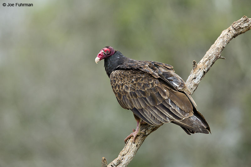 Turkey Vulture Hidalgo Co., TX Feb. 2014