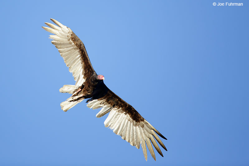 Turkey Vulture Jalisco, Mexico April 2015