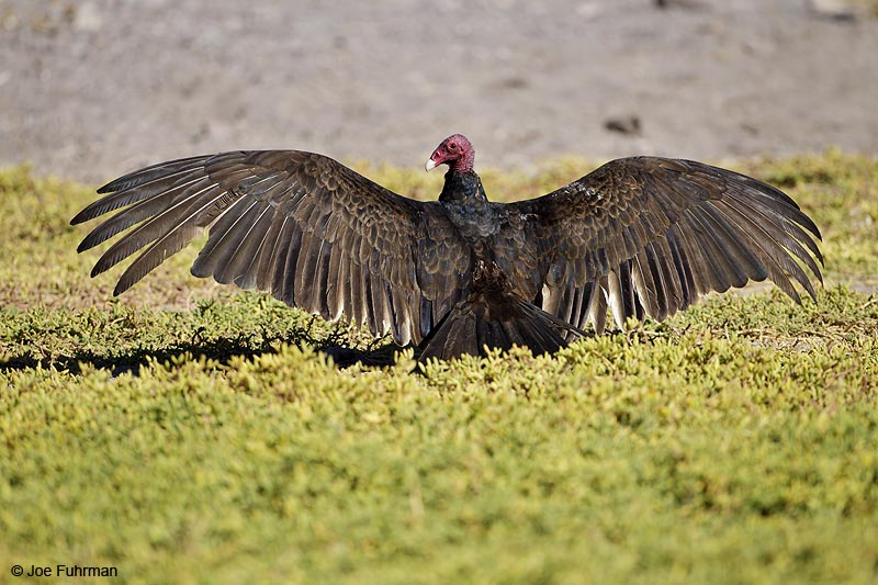 Turkey Vulture BCS, Mexico March 2011