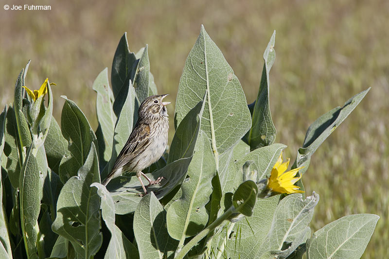 Vesper Sparrow   Mono Co., CA   June 2006