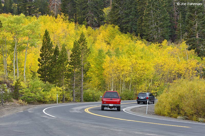Fall colors along Hwy 431 near Incline Village, NV Oct. 2010