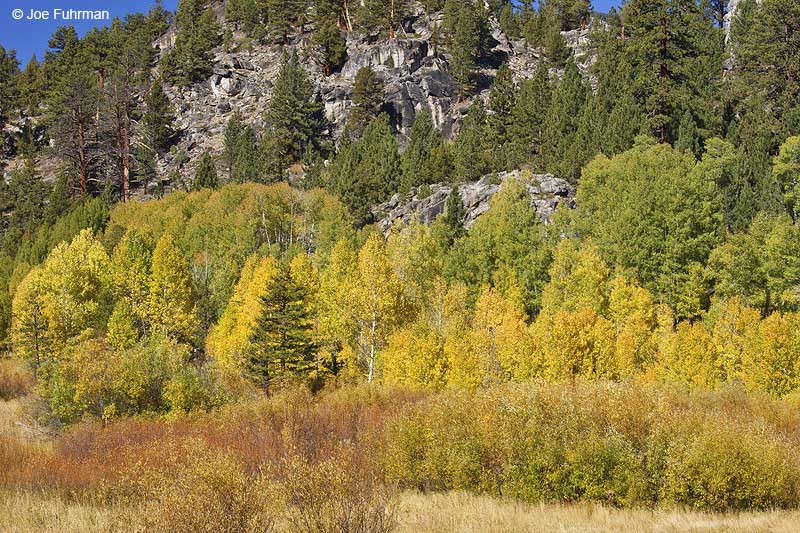 Fall colors along hwy. 89 in Alpine Co., CAOct. 2010