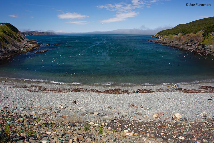 Outer Cove, Newfoundland, Canada August 2011