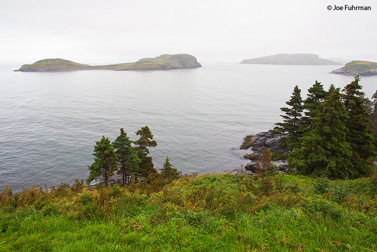 Witless Bay Ecological Reserve Newfoundland, Canada August 2011