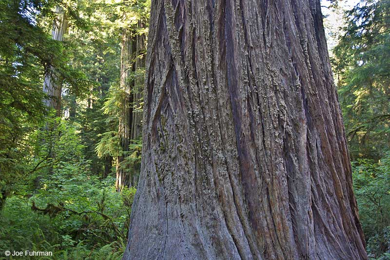 Redwood National Park, CA July 2010