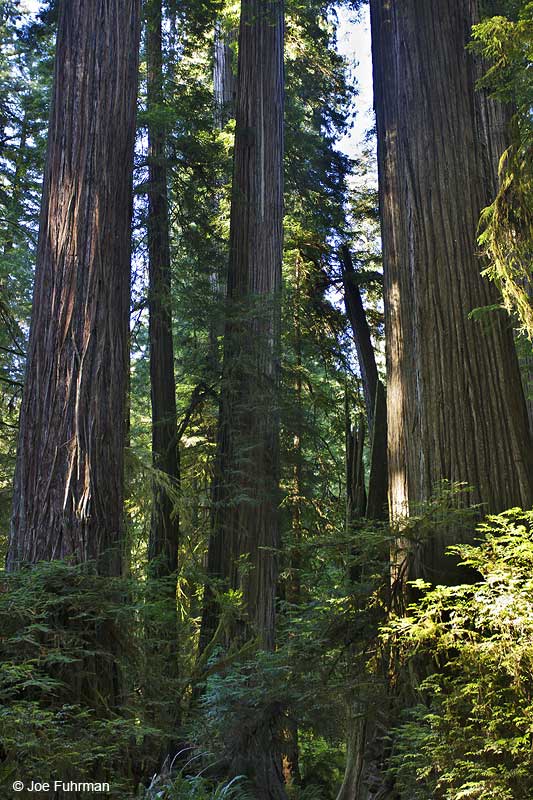 Redwood National Park, CA July 2010