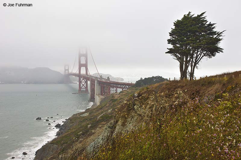 Golden Gate Bridge viewed from The Presidio.San Francisco, CA July 2010