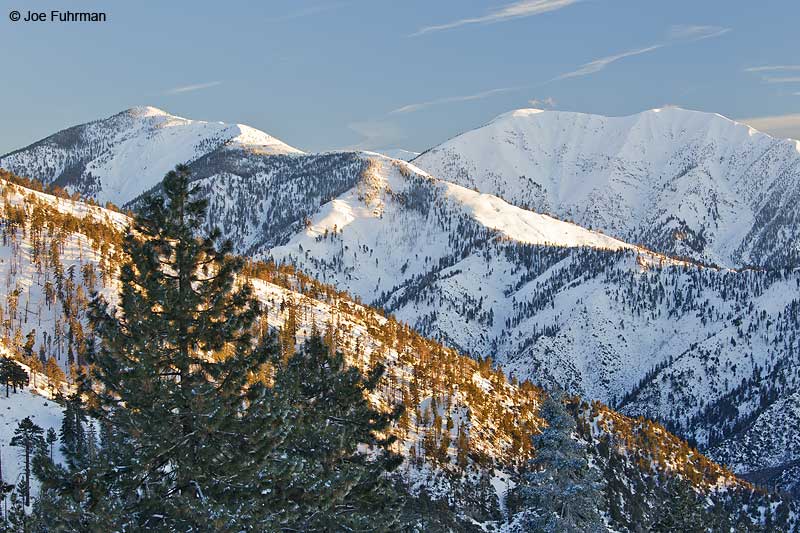 Mt. San Antonio-San Gabrile Mtns.-Angeles N.F.L.A. Co., CA Dec. 2010