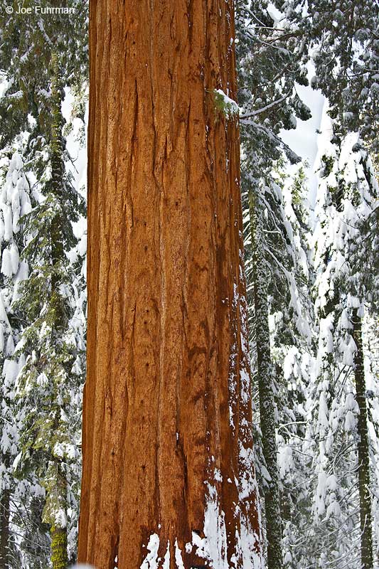 Sequoia National Park, CA Jan. 2011