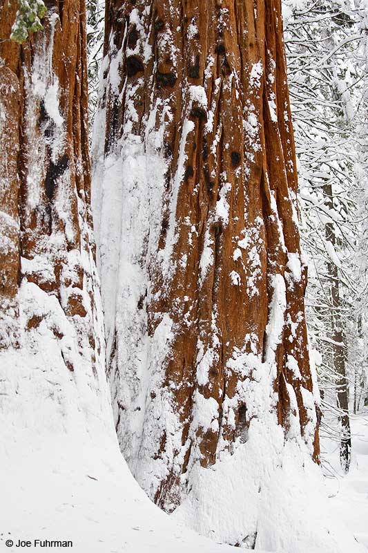 Sequoia National Park, CA Jan. 2011