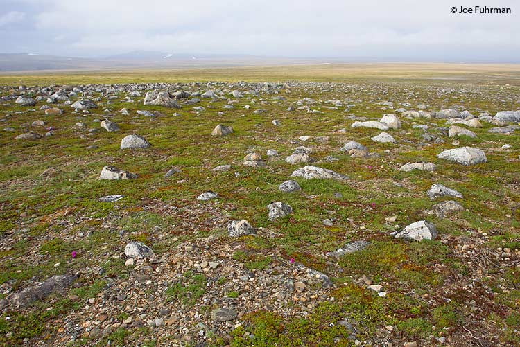 Tundra on rd. to Teller, near Nome, AK June 2011