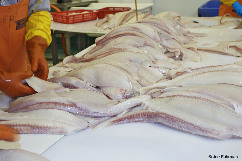 Trident Seafoods Processing Plant-halibut St. Paul Island, AK Aug. 2010