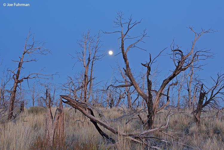Burned pinyon forest & moonrise-Mesa Verde National Park, CO Nov. 2011