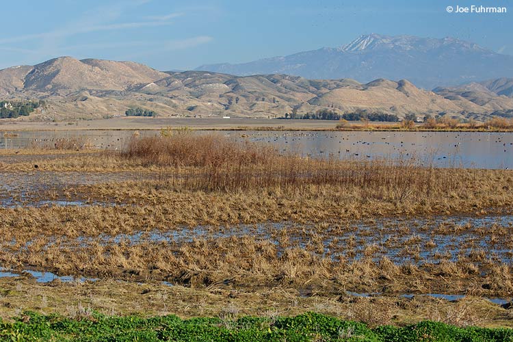 San Jacinto Wildlife Area Riverside Co., CA Dec. 2011
