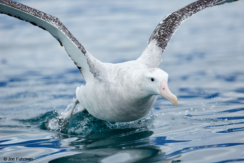 Wandering AlbatrossKaikoura, New Zealand Dec. 2014