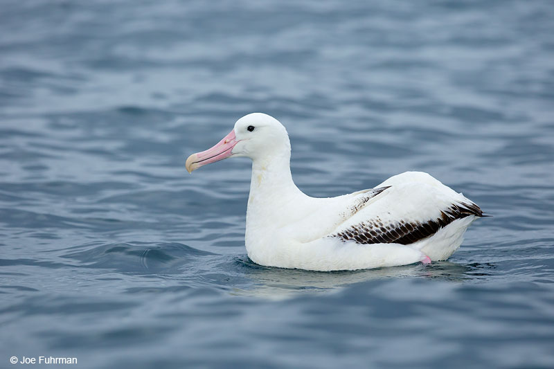 Wandering Albatross Kaikoura, New Zealand Dec. 2014