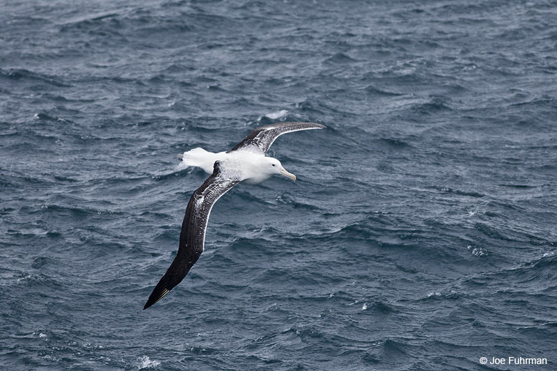 Wandering Albatross S. Atlantic Ocean near S. Georgia Is. Nov. 2010