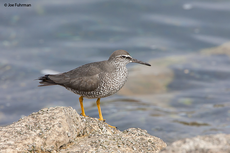 Wandering TattlerL.A. Co., CA   May 2008