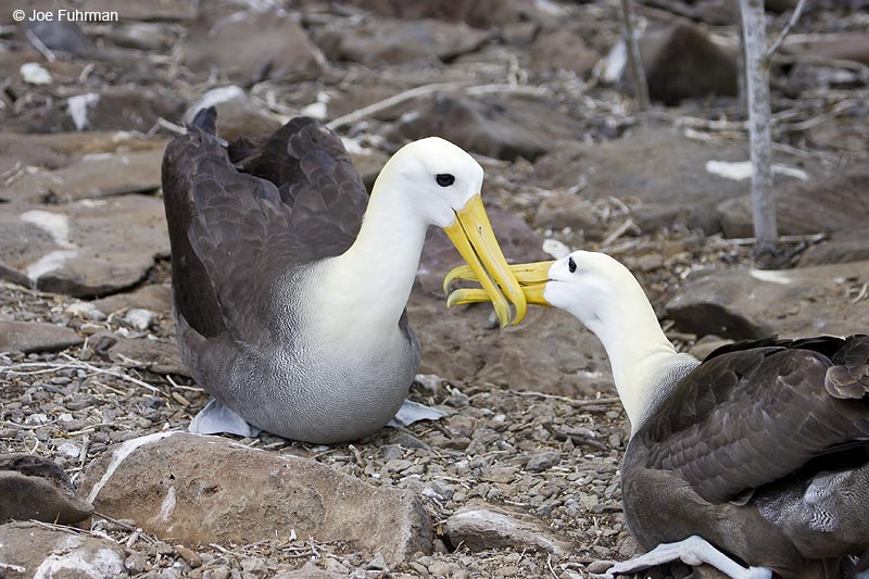 Waved Albatross Galapagos Islands, Ecuador December 2005