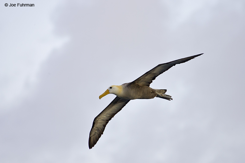 Waved Albatross Galapagos Islands, Ecuador December 2005