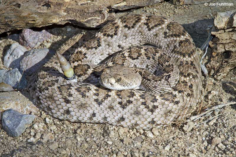 Western Diamondback Rattlesnake (Madera Cyn.) Pima Co., AZ   April 2010