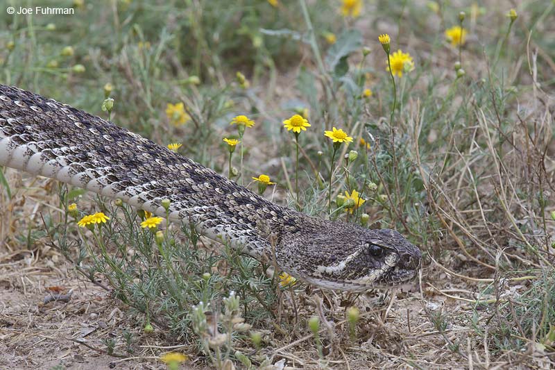 Western Diamondback Rattlesnake Starr Co., TX    April 2012