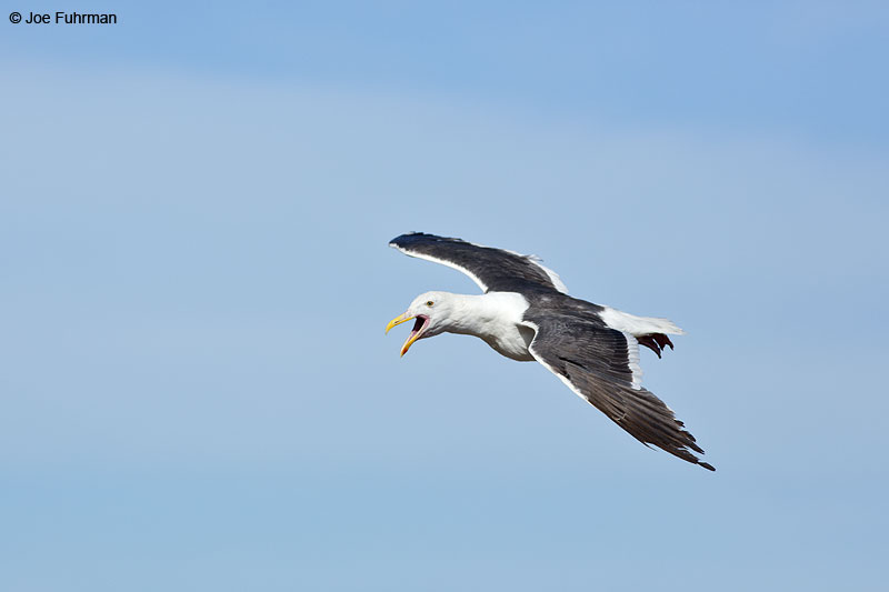 Western Gull Anacapa Island-Channel Islands N.P., CA June 2014