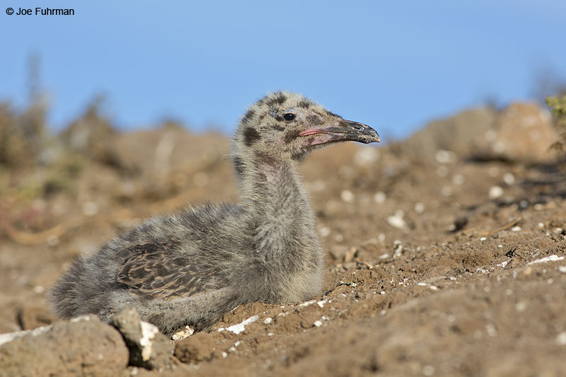 Western Gull juv. Anacapa Island-Channel Islands N.P., CA June 2014