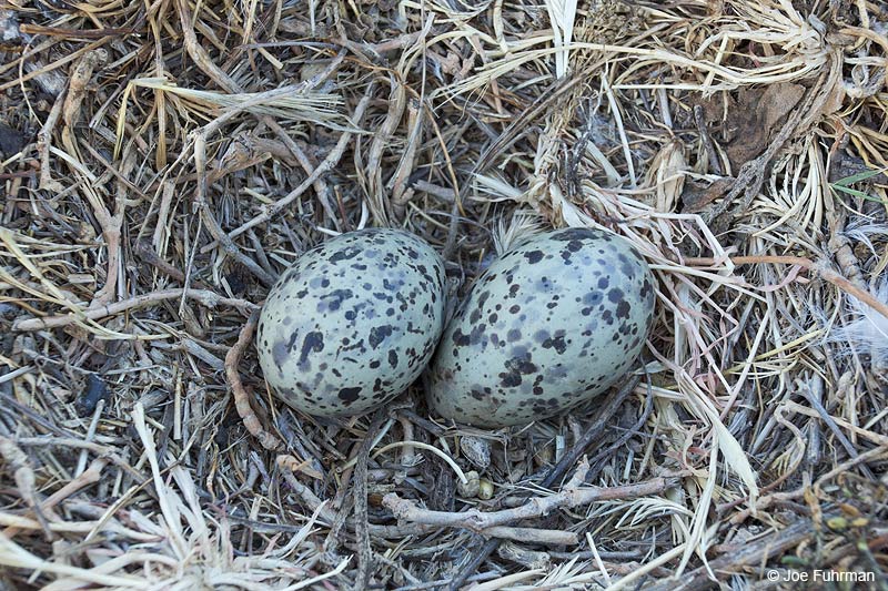 Western Gull nest & eggs Anacapa Island-Channel Islands N.P., CA June 2014