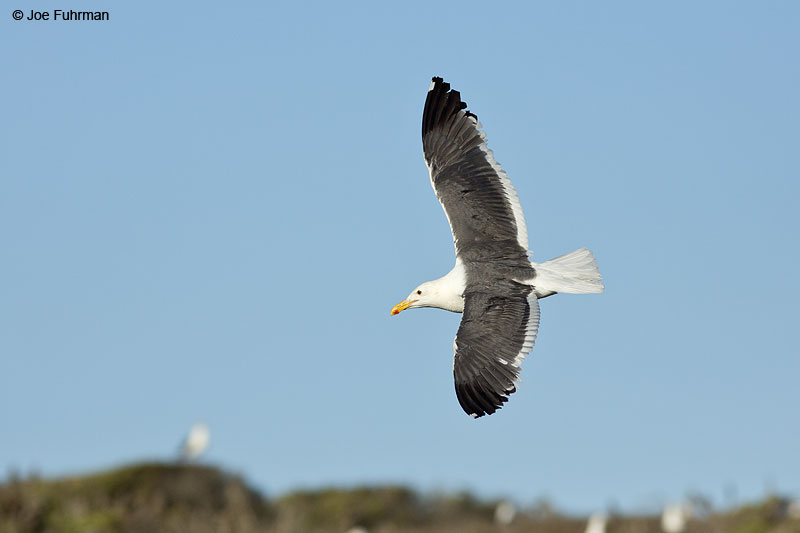 Western Gull Anacapa Island-Channel Islands N.P., CA June 2014