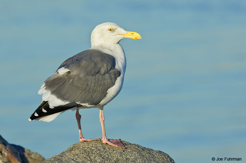 Western Gull-occidentalis L.A. Co., CA October 2016