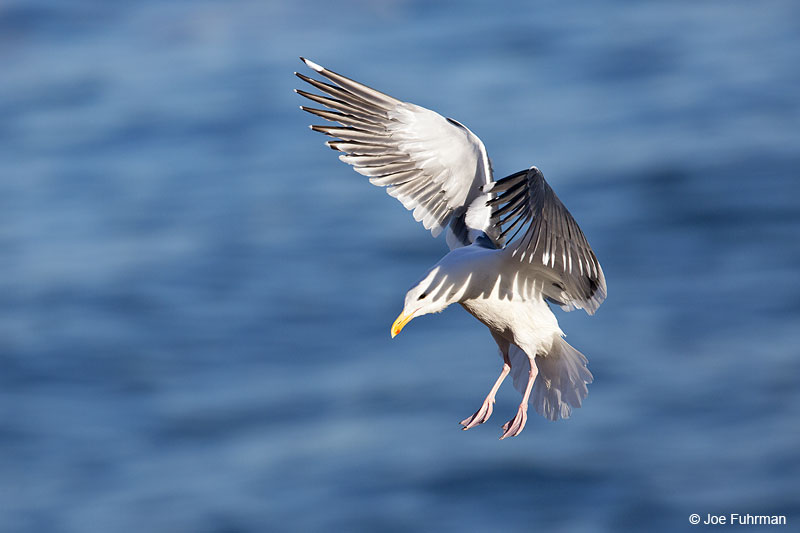 Western Gull San Diego, CA Jan. 2014