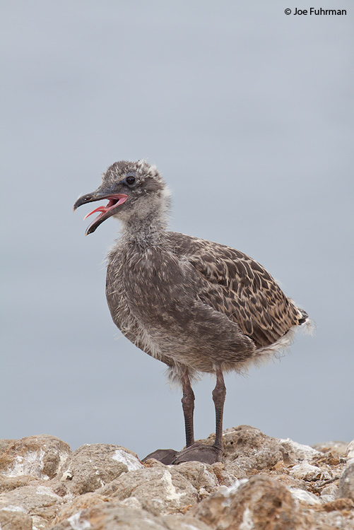 Western Gull-juvenile-Anacapa Island Channel Islands N.P., CA July 2009