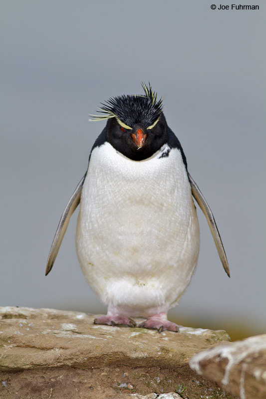 Western Rockhopper Penguin Saunders Island, Falkland Islands     Nov. 2010