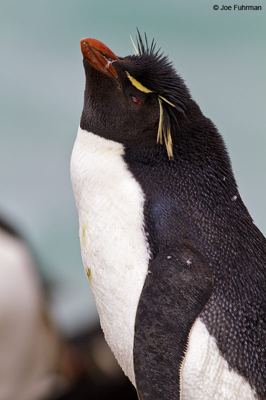 Western Rockhopper Penguin Saunders Island, Falkland Islands     Nov. 2010