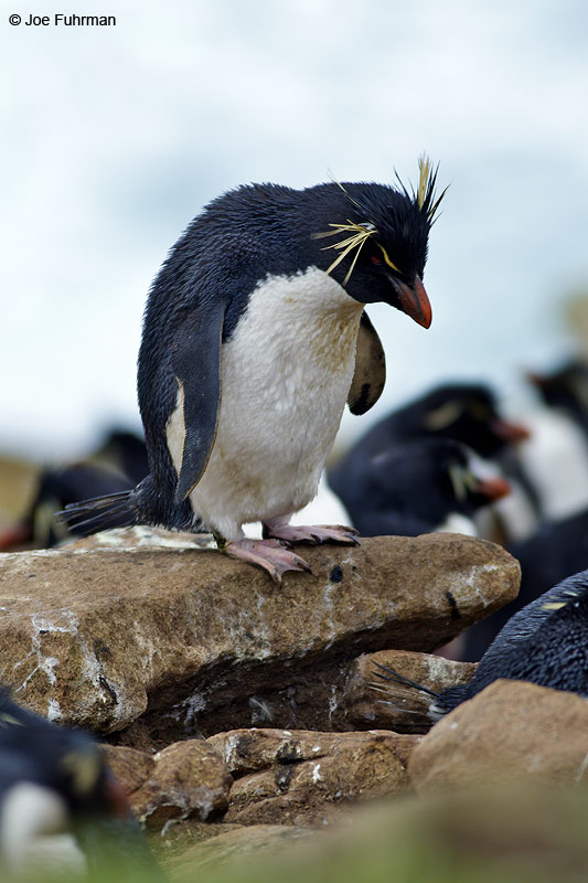 Rockhopper Penguin Saunders Island, Falkland Islands     Nov. 2010