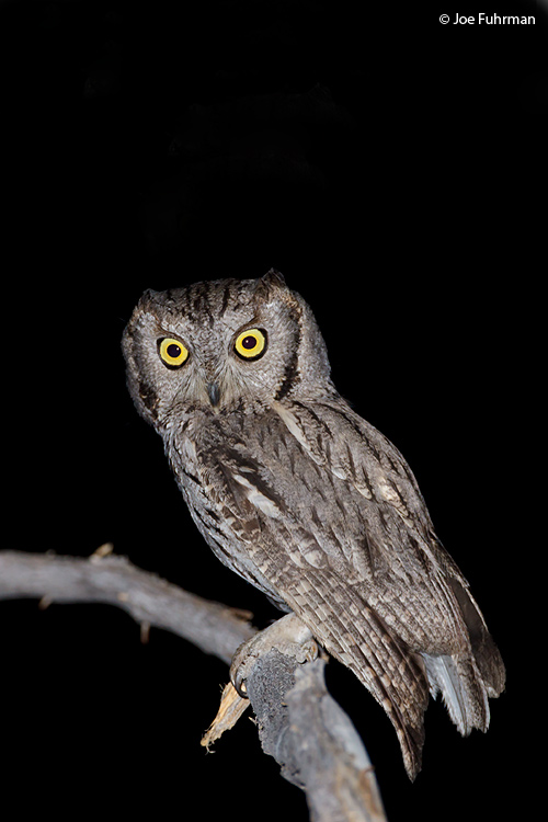Western Screech-Owl Riverside Co., CA May 2011