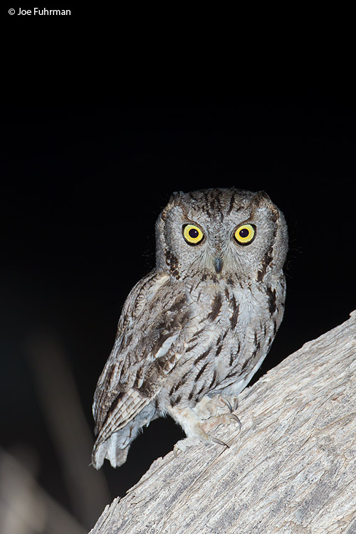 Western Screech-Owl Riverside Co., CA May 2011