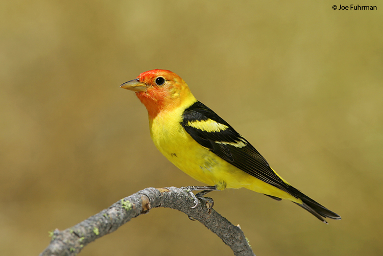 Western_Tanager_NC5S0974