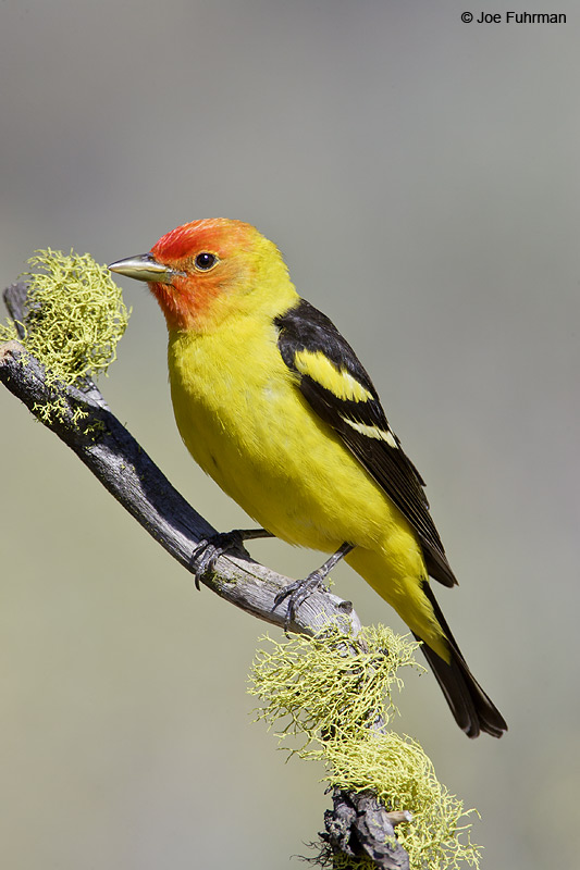 Western Tanager male Lake Co., OR June 2008